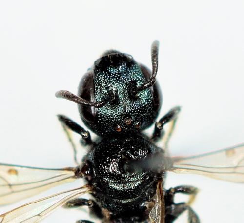 Ceratina cyanea